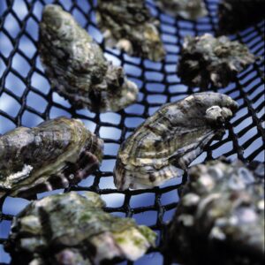 Oysters on Mesh