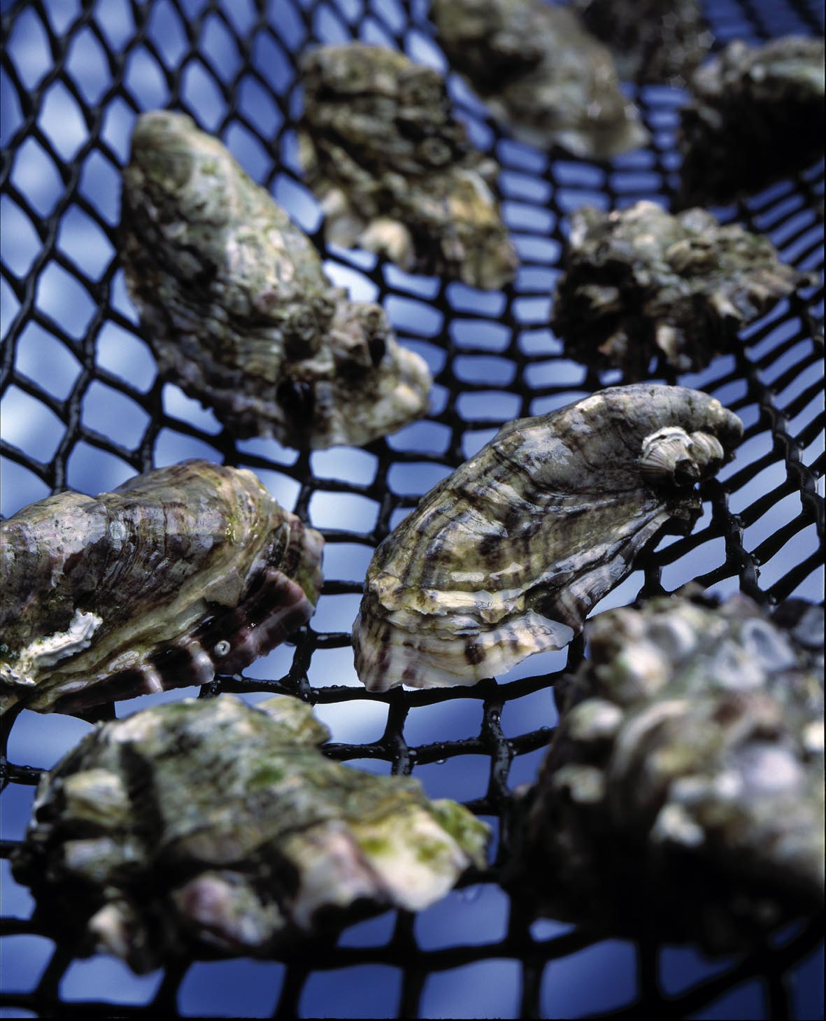 Oysters on Mesh