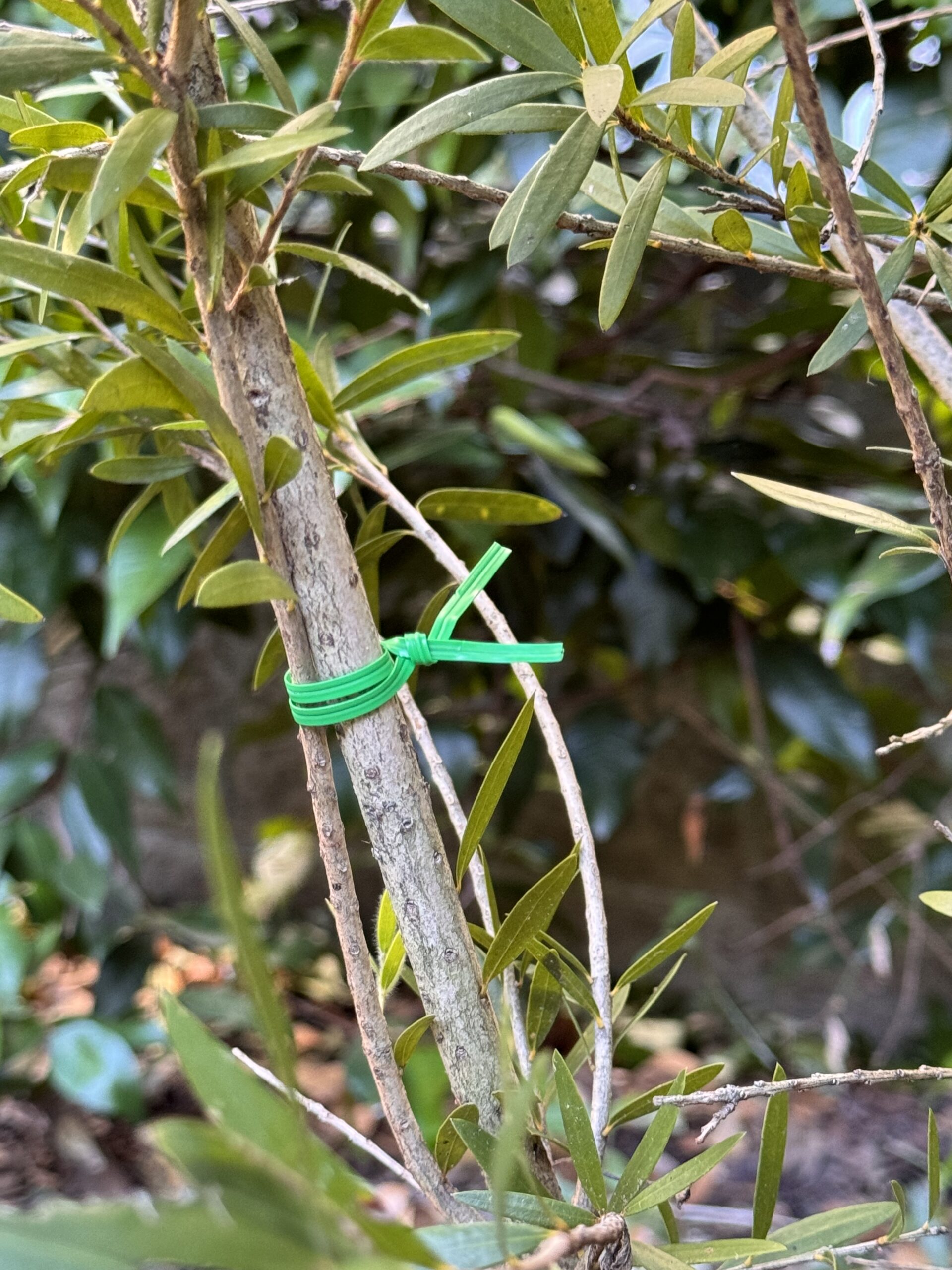 Bio Twisties