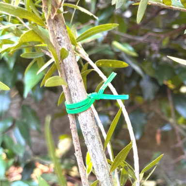 Bio Twisties in use