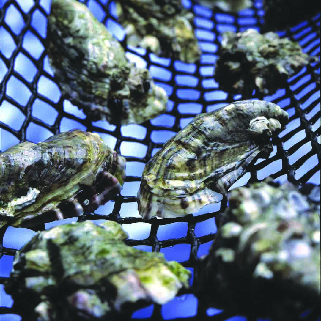 Oyster Mesh - Tapex Industrial